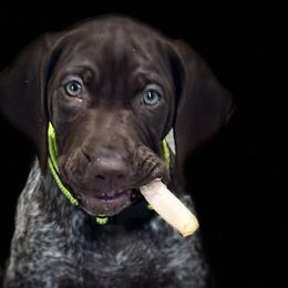 German Shorthaired Pointers from Proper Pointers