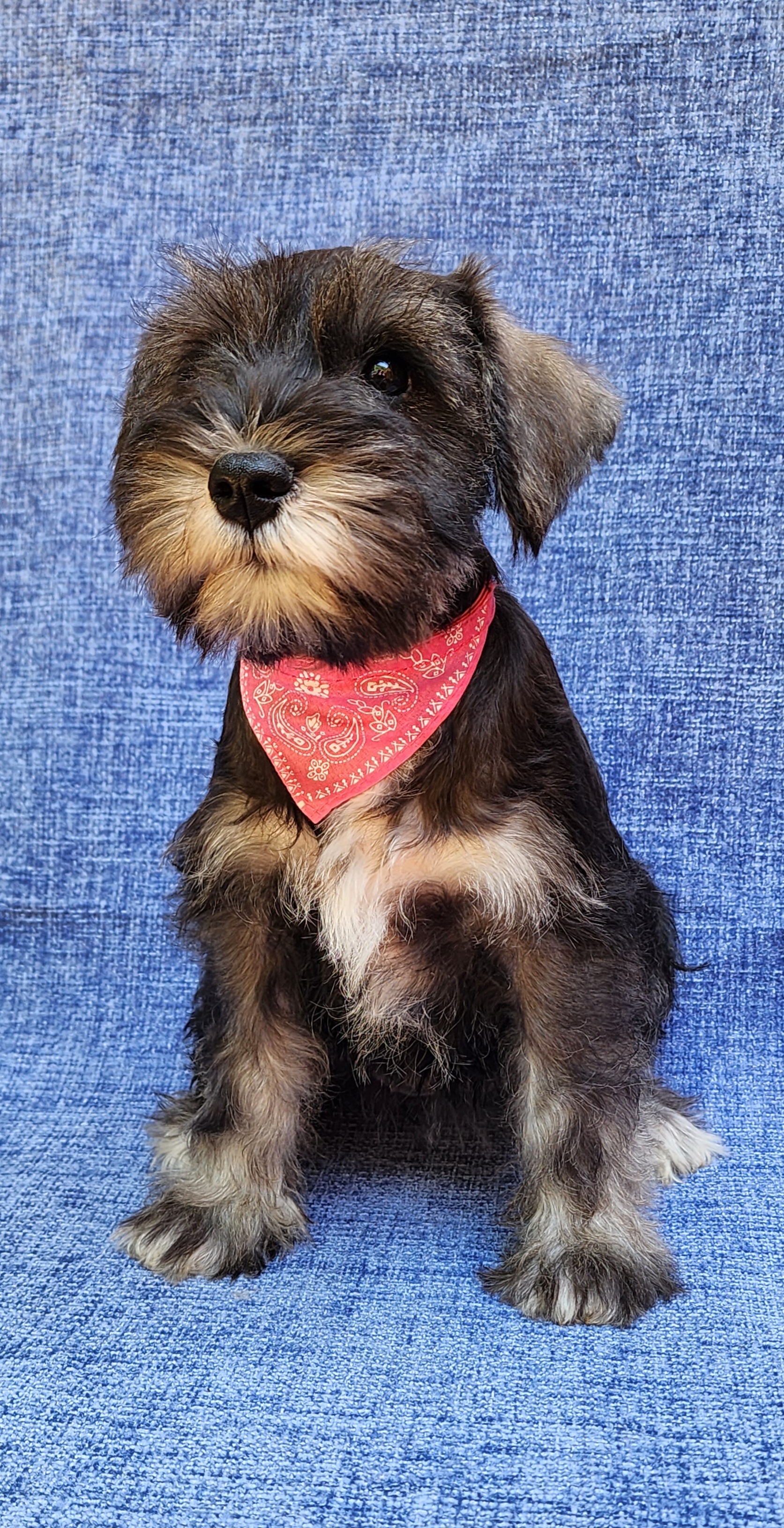 Girl 2 - Miniature Schnauzer puppy in Daphne, Alabama from Fancy Pants Miniature Schnauzers