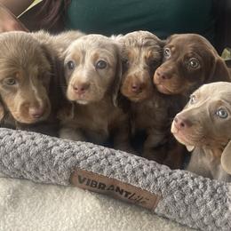 Dachshunds from ESK’s River Valley Mini Doxies