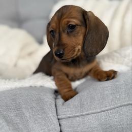 Joey - Red male Dachshund puppy in Toledo, Illinois from Mountjoy Dachshunds