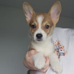 Sunny - White and red male Pembroke Welsh Corgi puppy in Tomball, Texas from Larsen Loved Corgis