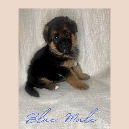 German Shepherd Puppies from MK German Shepherds LLC