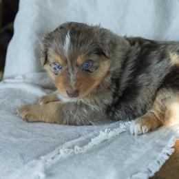 Puppy 4 - Red merle female Australian Shepherd puppy in Avoca, Iowa from Danker Farms