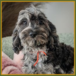 Walker - Merle male Cockapoo puppy in Connersville, Indiana from Deaz Doodle Ranch
