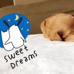 Goldendoodle Puppies from Delaryedoodles