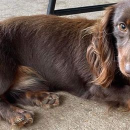Max - Dachshund