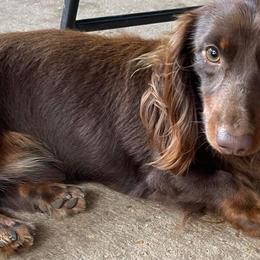 Max - Dachshund