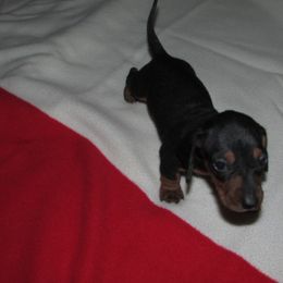 Boy 2 - Black and tan male Dachshund puppy in Harvard, Illinois from Lori's Cavalier King Charles Spaniels & Dachshunds