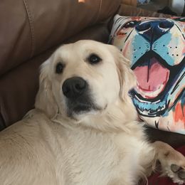 Holly - Golden Retriever