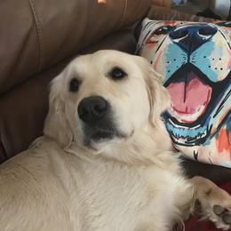 Holly - Golden Retriever