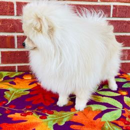 Topher - Cream Pomeranian puppy in Oklahoma from Syani Puppies
