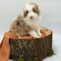 Girl 1 - Red merle female Aussiedoodle puppy in Manteca, California from Silva Ranch Doodles