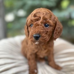 Taffy - Apricot male Cavapoo puppy in Mona, Utah from Hearts Full of Puppies