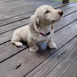 Dachshund Puppies from Sawyer’s Teenie Weenies