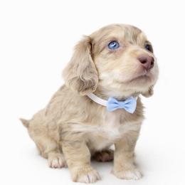 Monty (Chocolate and cream dapple) (No breeding homes allowed) - Dapple male Dachshund puppy in Fayetteville, North Carolina from RRD