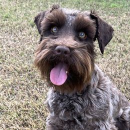 Kenzie - Miniature Schnauzer