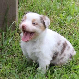 Patches (blue eyes) - Red merle Australian Shepherd puppy in Roanoke, Virginia from Miniature Angels Farm