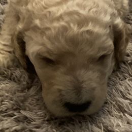 Boy 3 - Poodle puppy in Sherman, Texas from Ruth’s Poodles
