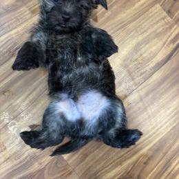 Little boy - Silver brindle male Cairn Terrier puppy in Battle Ground, Washington from Debra Soutar