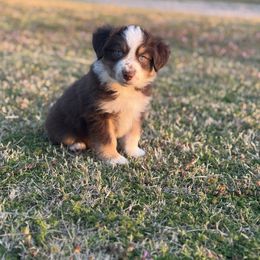 Katherine - Red tri Miniature Australian Shepherd puppy in Azle, Texas from Weston Family Farms