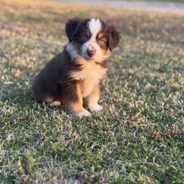 Katherine - Red tri Miniature Australian Shepherd puppy in Azle, Texas from Weston Family Farms