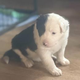June - Black and white female Border Collie puppy in Lebanon, Oregon from Cahill’s Canines