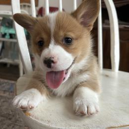 Lieutenant - Red male Pembroke Welsh Corgi puppy in Dugspur, Virginia from Camelot  Pembroke Corgis