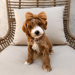 Junie - Red  female Goldendoodle puppy in Gilbert, Arizona from Doodle Bliss