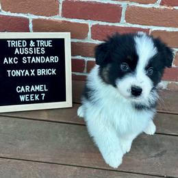 Black tri - Caramel - Black tri-color female Australian Shepherd puppy in Cotati, California from Tried and True Aussies