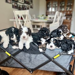 Bernedoodles from Harding Doodles