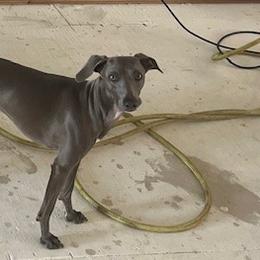 Steven - Italian Greyhound