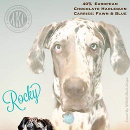 Rocky - Great Dane