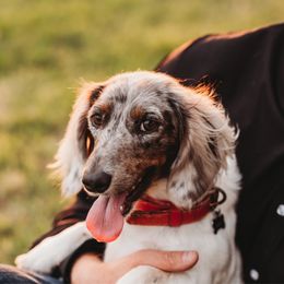 Ava - Dachshund