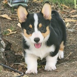 Tri boy - Black and tan male Pembroke Welsh Corgi puppy in Merced, California from Ponderosa Pembrokes