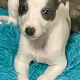 Ghost - White and blue male Whippet puppy in Harlingen, Texas from Sincity Dogs Hobby Kennel