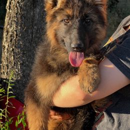Maggie - Black and red female German Shepherd puppy in Anza, California from Top Shepherd & French bulldog kennel