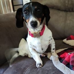 Timber - Dachshund