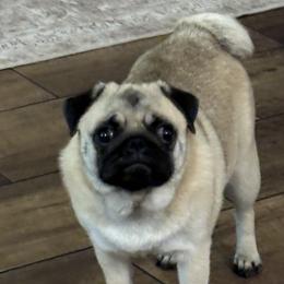 Juniper - Pug