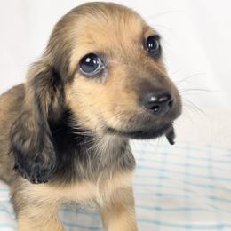 Frank - Red male Dachshund puppy in Sacramento, California from MiniDoxPups