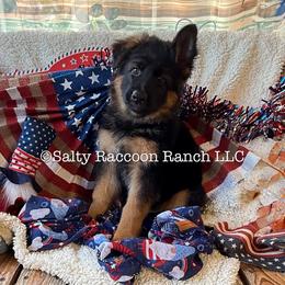 Peace Von Merryman Haus - Black and red female German Shepherd puppy in Hillsboro, Indiana from Salty Raccoon Ranch German Shepherds