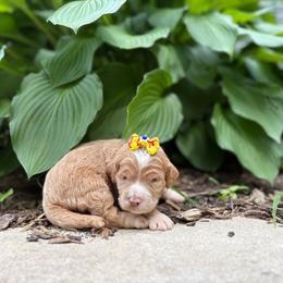 Amelia Bedelia - Red  female Goldendoodle puppy in Camden, North Carolina from Oopsie Doodles of NC