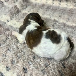 Puppy 3 - Parti female Poodle puppy in Piqua, Kansas from Legacy Farms Standard Poodles