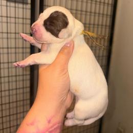 Pick 5 - Girl - White and liver brown female Dalmatian puppy in Toledo, Ohio from Exquisite Dalmatians & Standard Poodles
