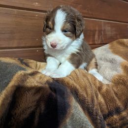 Boy 2 - Red tri-color Australian Shepherd puppy in Sanger, California from A&M Australian Shepherds