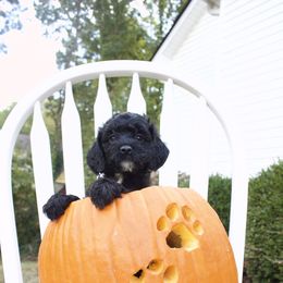 Tiana - Black and white female Cockapoo puppy in Bethlehem, Georgia from Darling Doodles