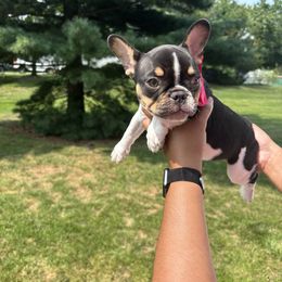 French Bulldog Puppies from Luvia Anderson