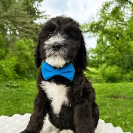 Lloyd - Black and white male Bernedoodle puppy in Amery, Wisconsin from Cornerstone Kennels