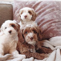 Goldendoodle Puppies from Cedarcrest Goldendoodles
