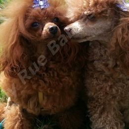 Poodles from My Rue Babies