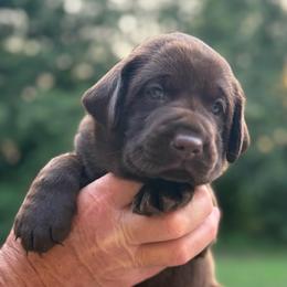 Guppy - Chocolate male Labrador Retriever puppy in Isle, Minnesota from Dog Ear Outfitters